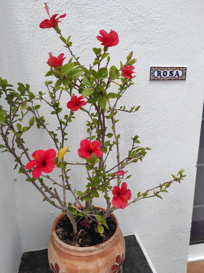 شقة Rosa Eden La Asomada  المظهر الخارجي الصورة